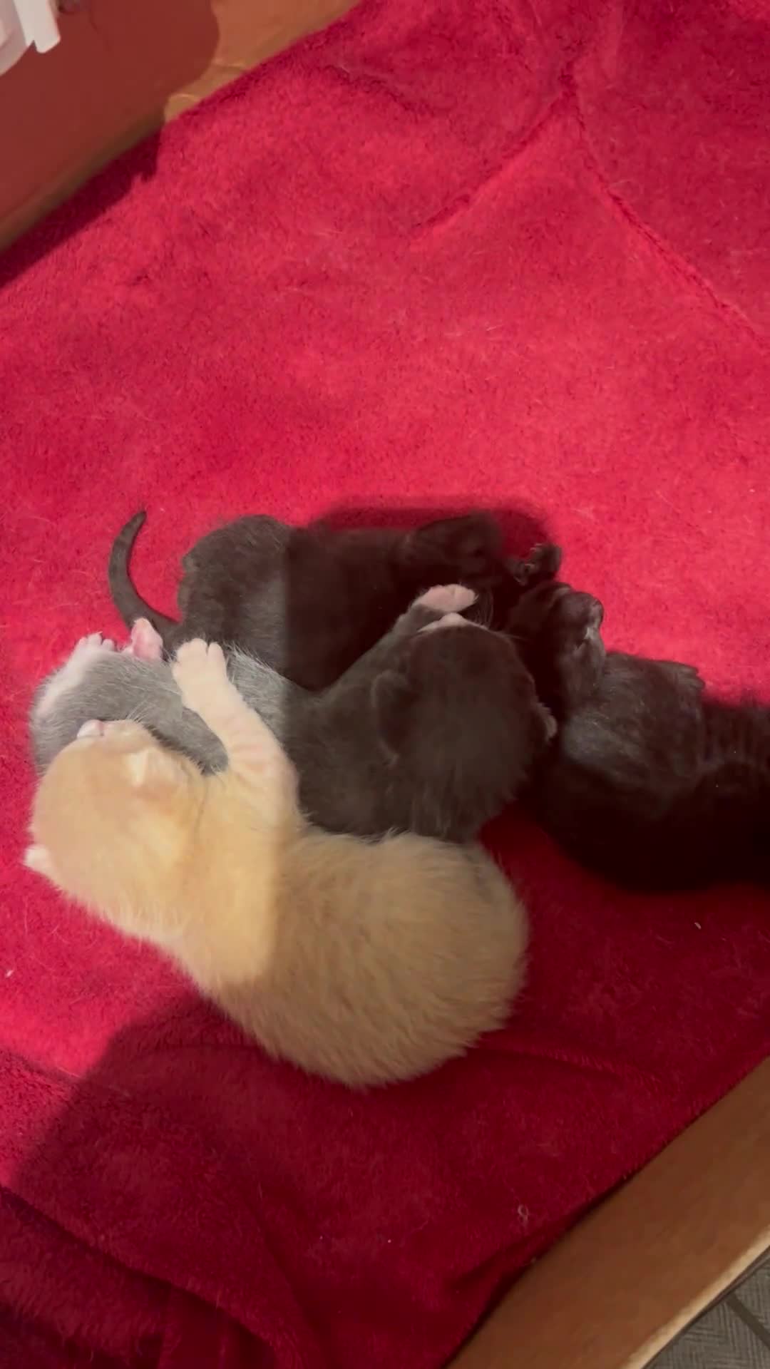 Siamese cats for sale: Siamese Cross Kittens - Video 1