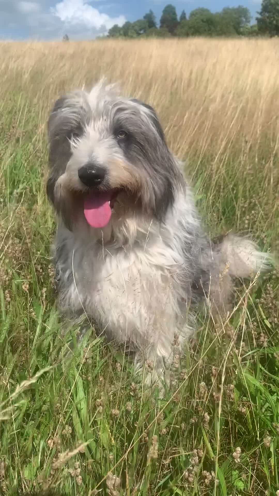 Bearded Collie dogs for sale: Adult Bearded Collie - needs new home in Barnard Castle - Video 1