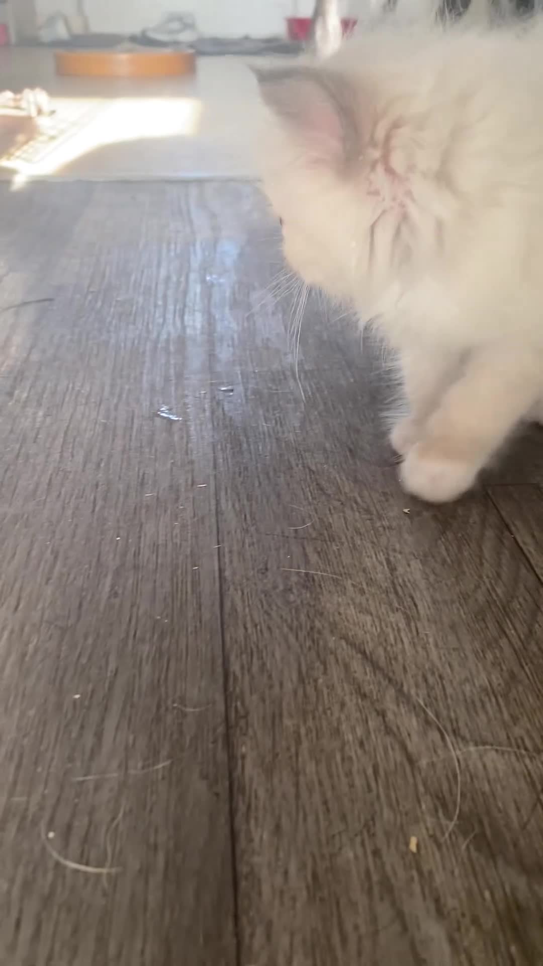 Ragdoll cats for sale: Stunning Blue boy - Video 1