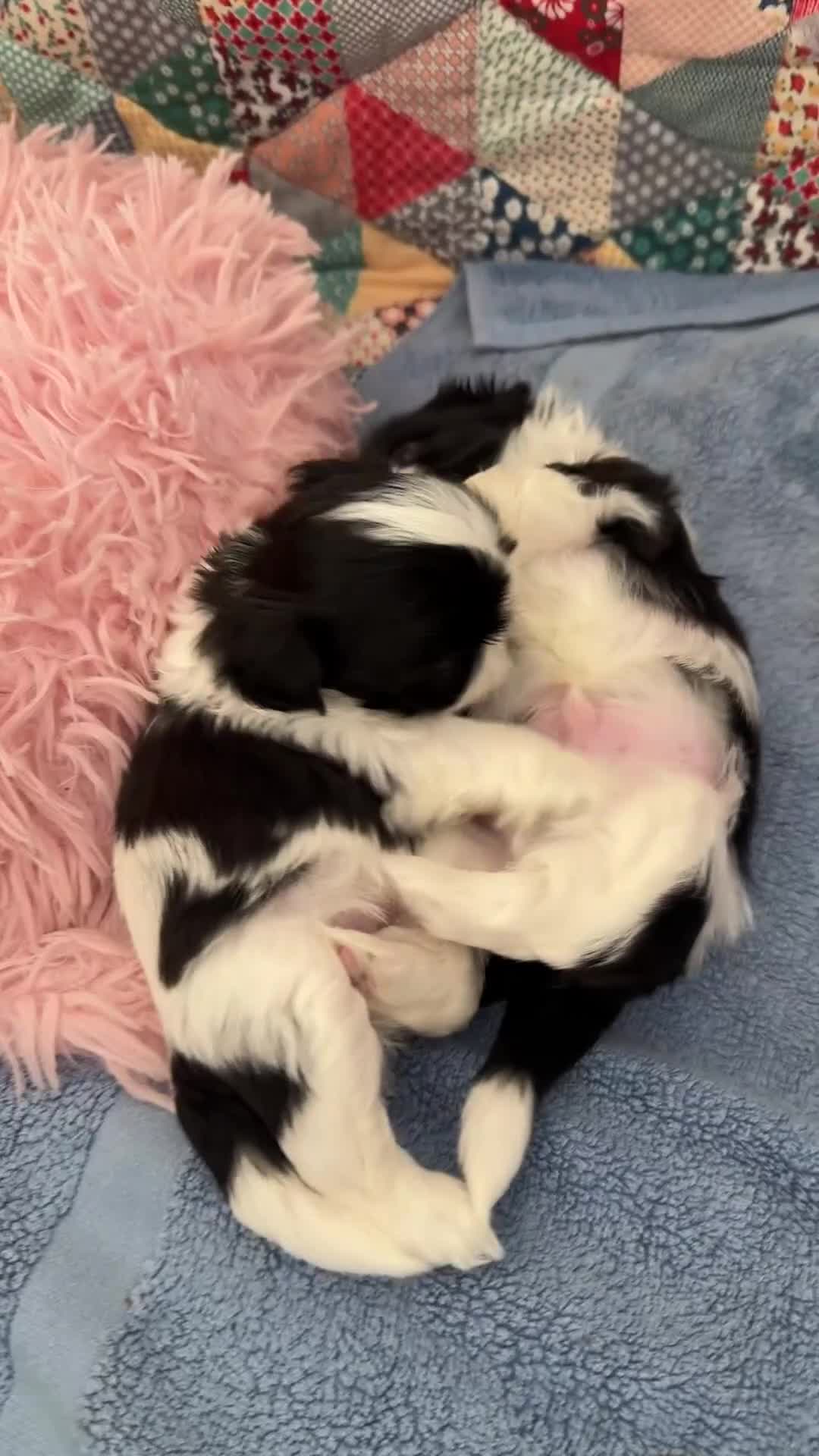 Shih Tzu dogs for sale: Imperial shihtzu boy  in Eastleigh - Video 1