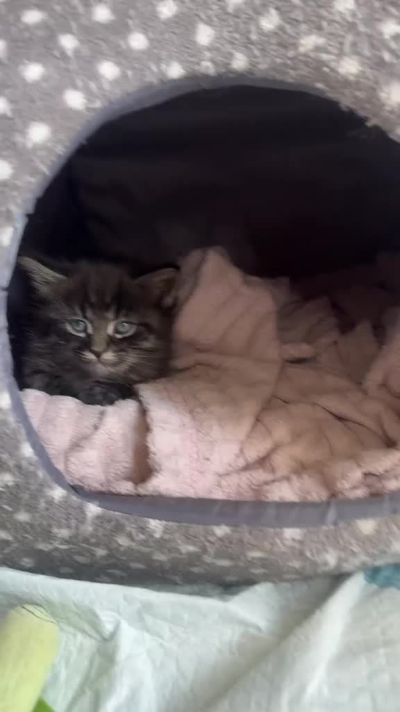 Mixed Breed cats for sale: Maincoon x tabby kittens 2 available  - Video 1