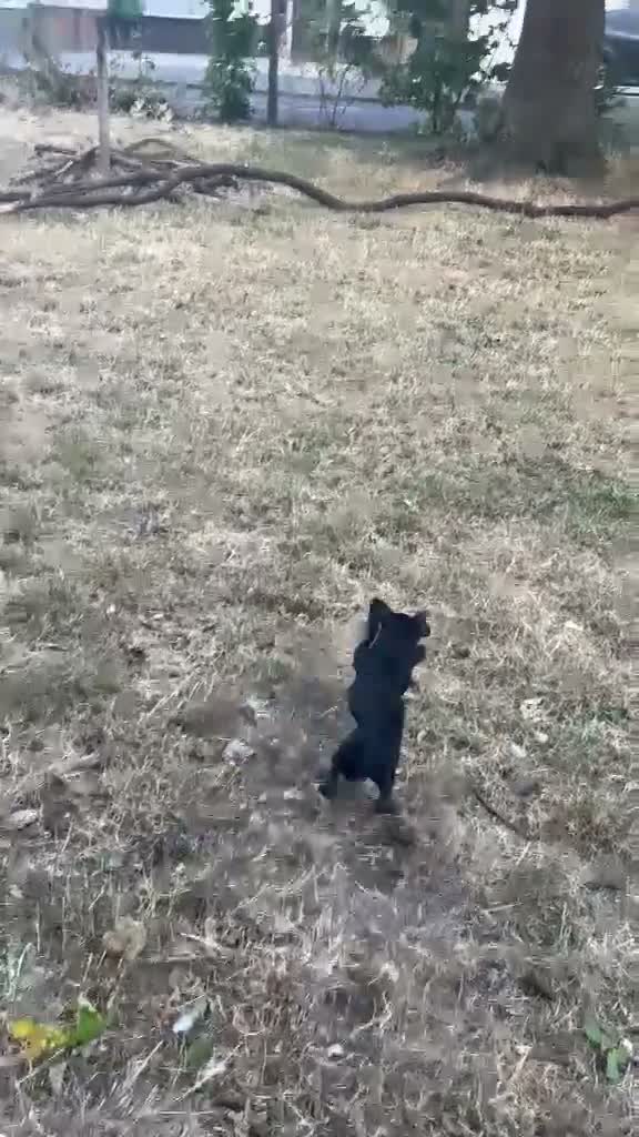 Russian Toy Terrier dogs for sale: Russian toy  - Video 1
