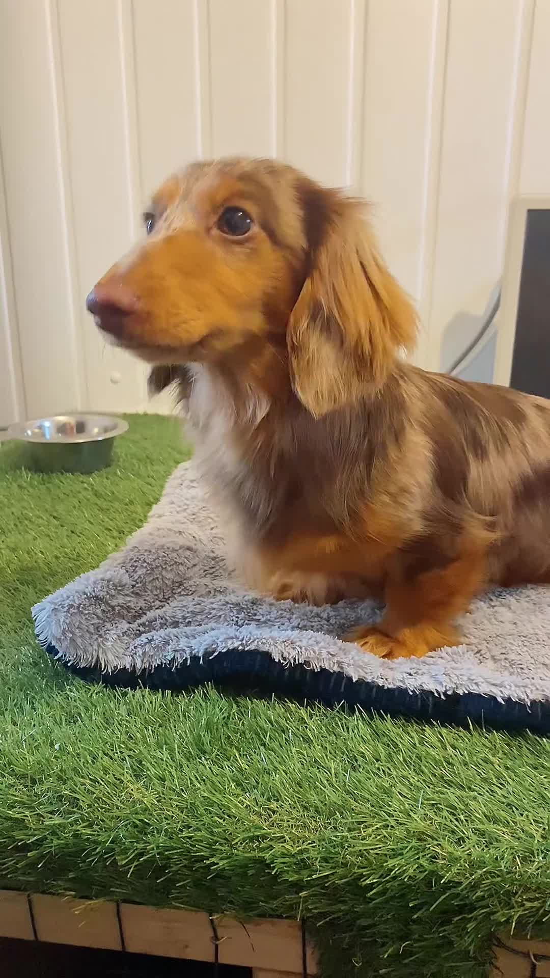 Miniature Dachshund dogs for sale: Isabella long hair 10 month  - Video 1
