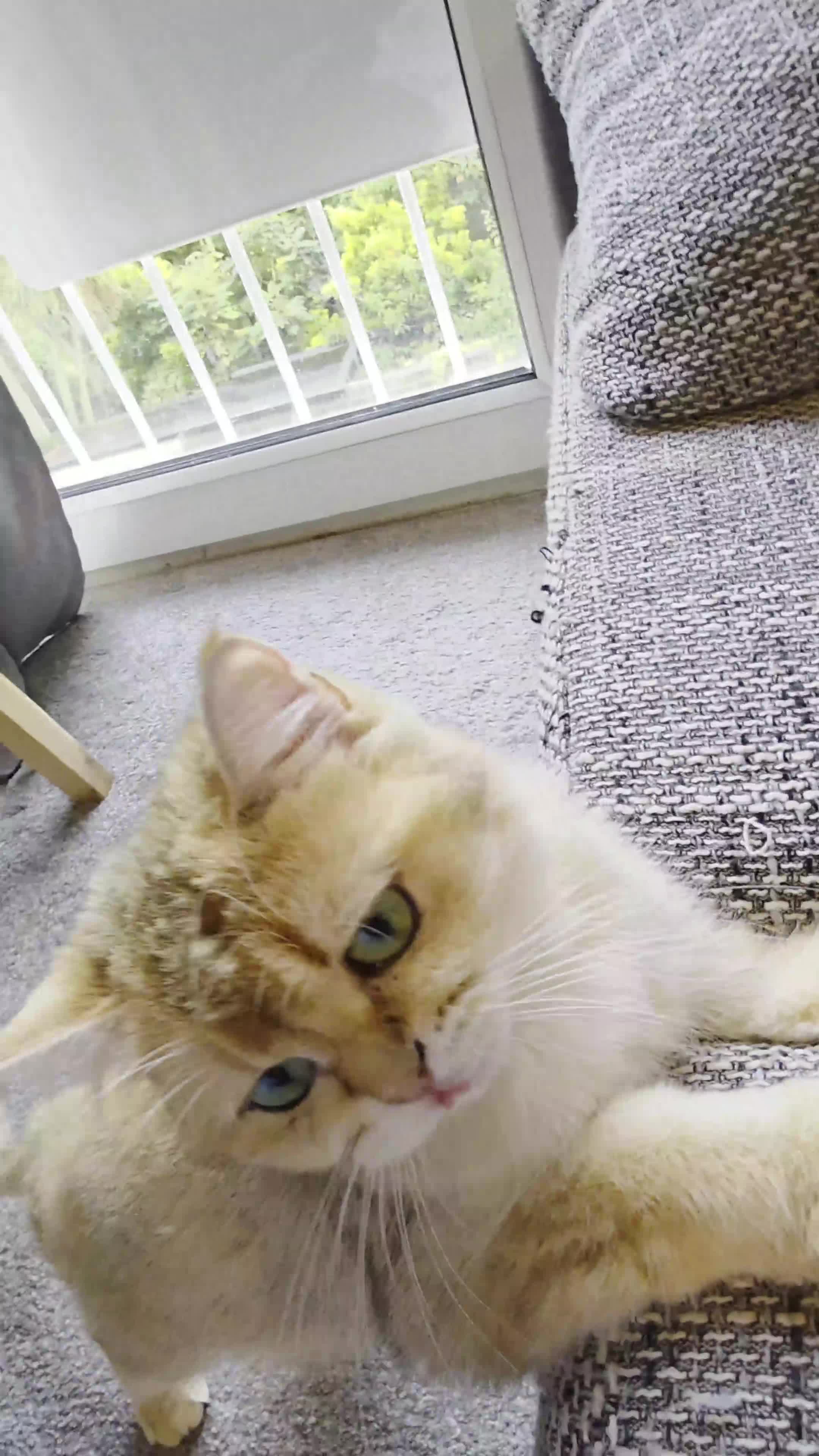 British Shorthair cats for sale: British Shorthair  - Video 1