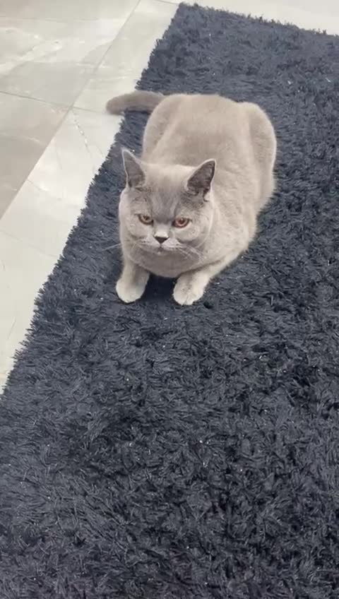 British Shorthair cats for sale: Grey British short hair, 2 years and 8 months old - Video 1