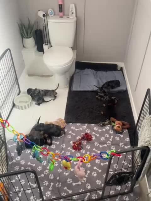 Miniature Dachshund dogs for sale: Beautiful Daches  in Manchester - Video 1