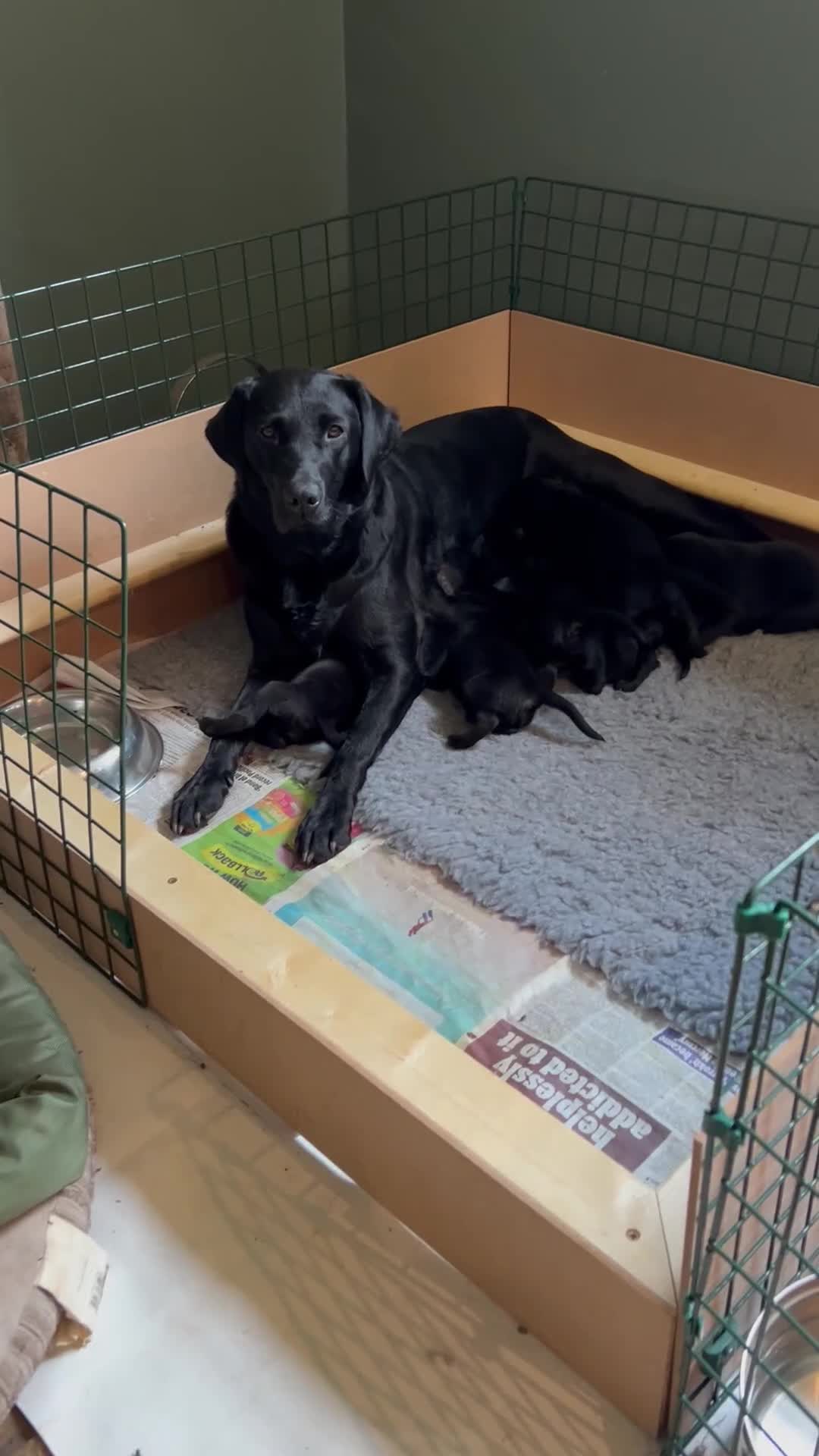 Labrador Retriever dogs for sale: Black Labrador Retriever Puppies Gundog pedigrees - Video 1