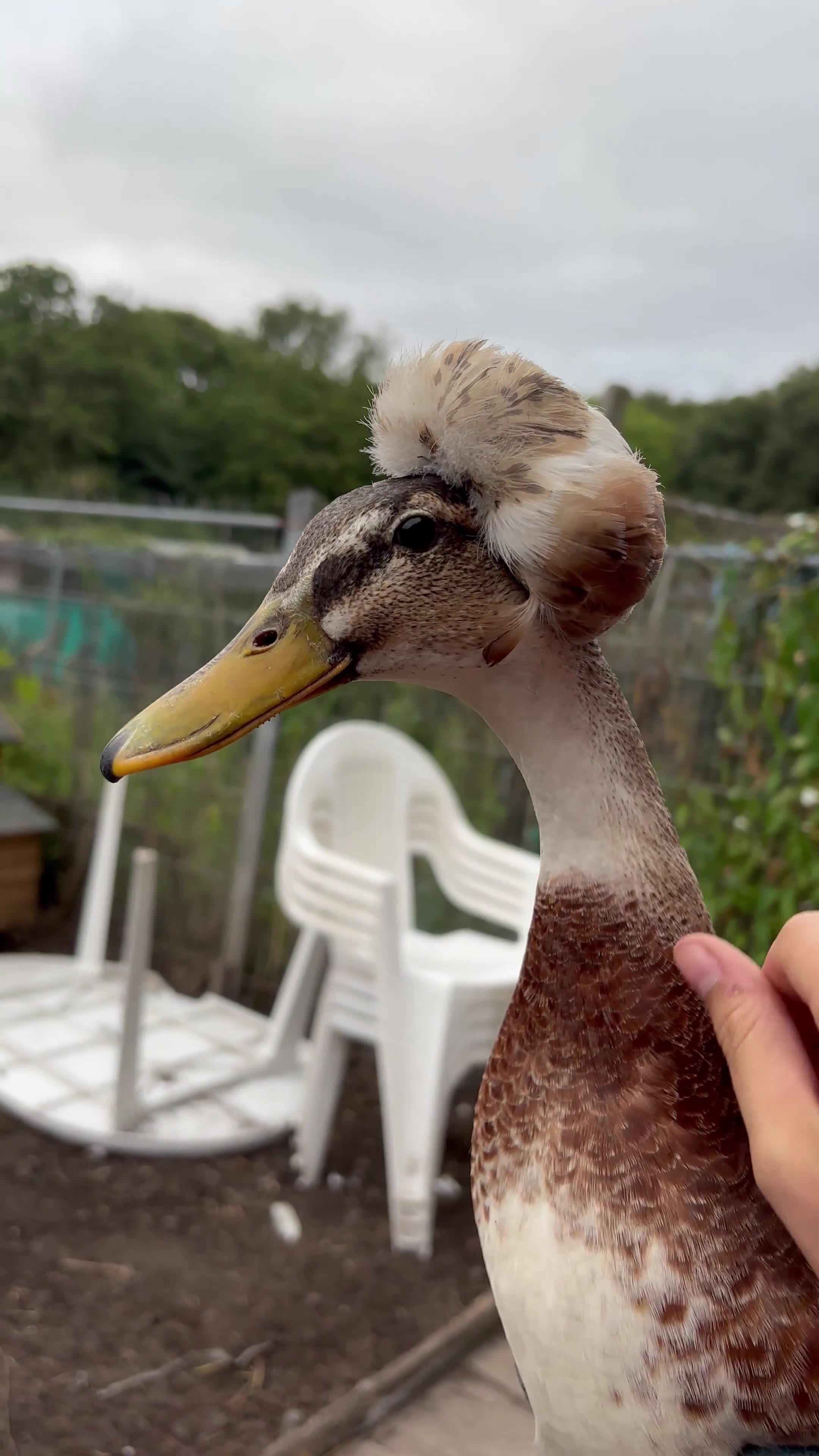 Ducks poultry for sale: American crested ducks  - Video 1