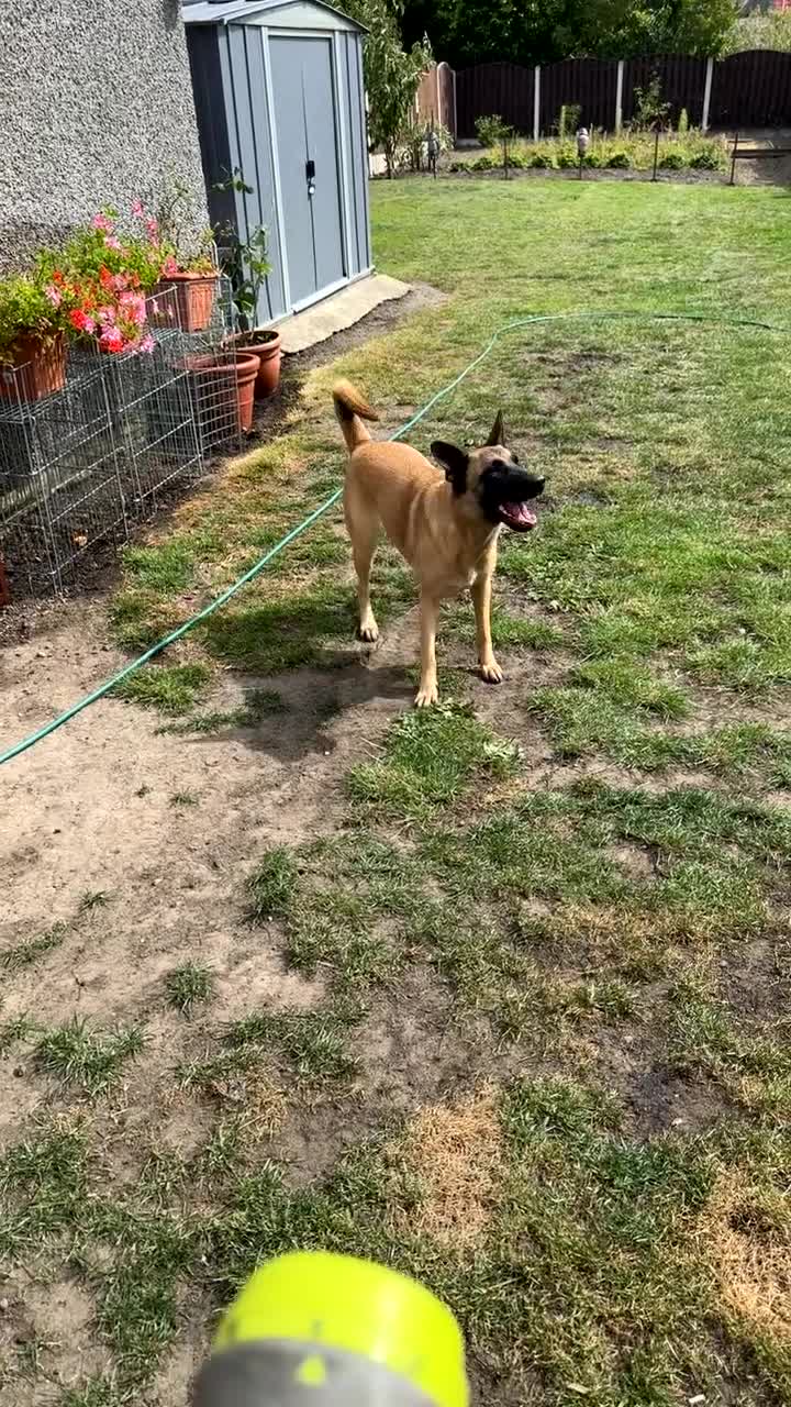 Belgian Shepherd Dog dogs for sale: Akira - Belgian Malinois  - Video 1