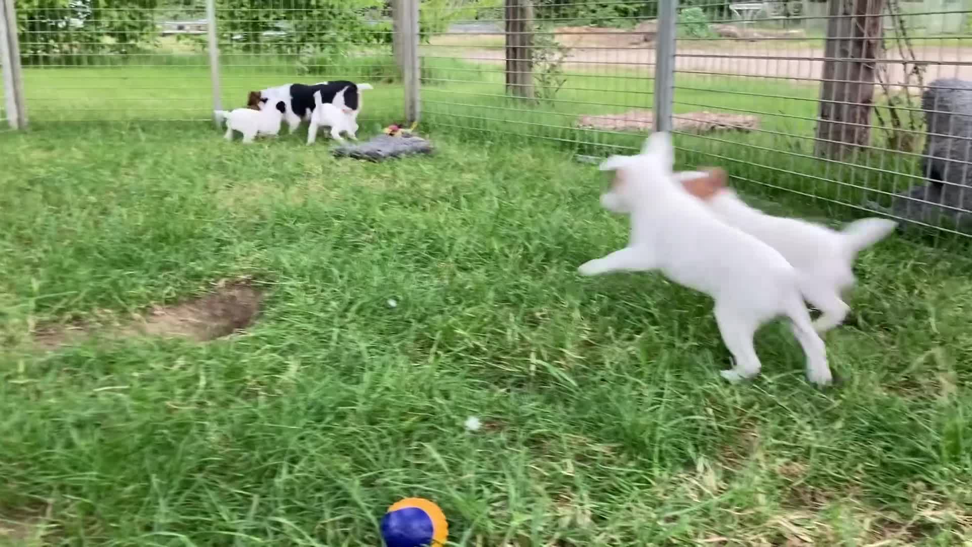 Jack Russell dogs for sale: Jack Russell puppies - Video 1