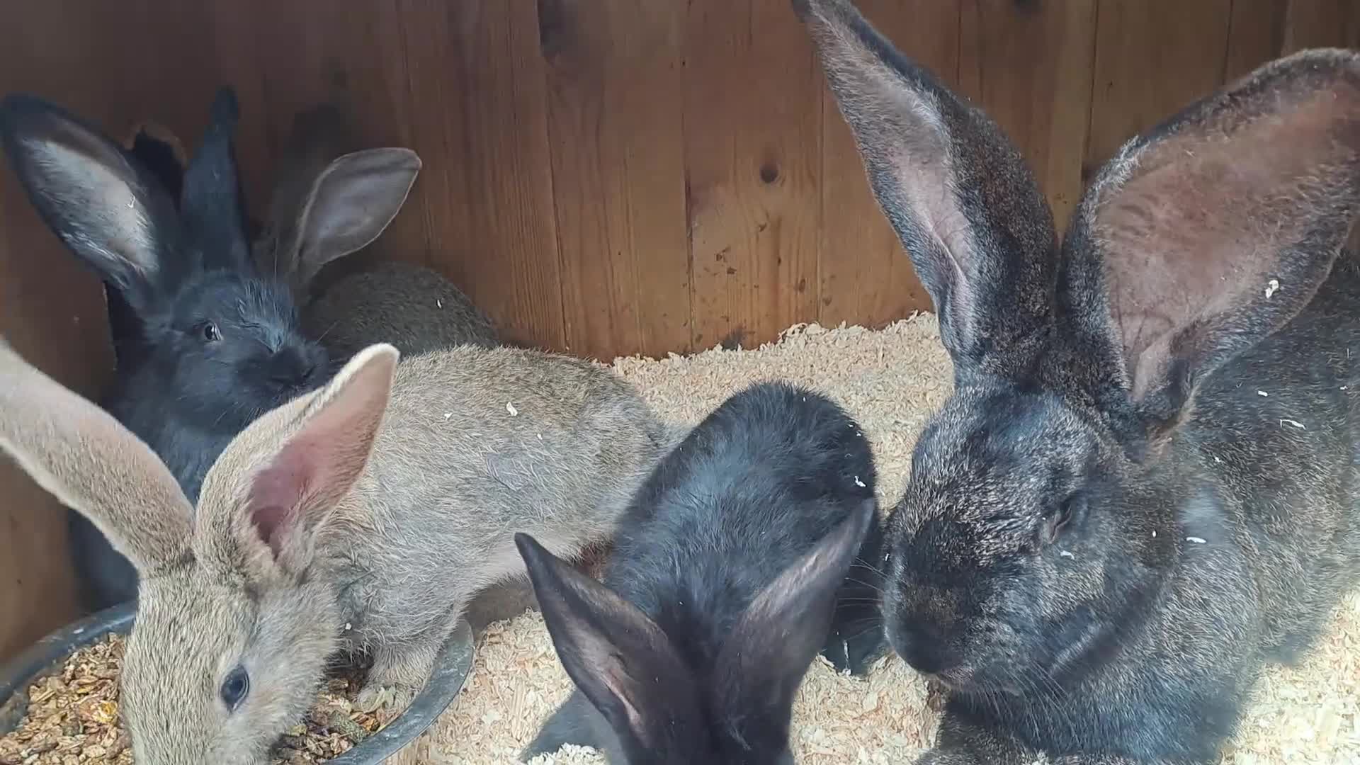 Continental Giant rabbits for sale: 10KG, Brc, show quality kits. MASSIVE  - Video 1