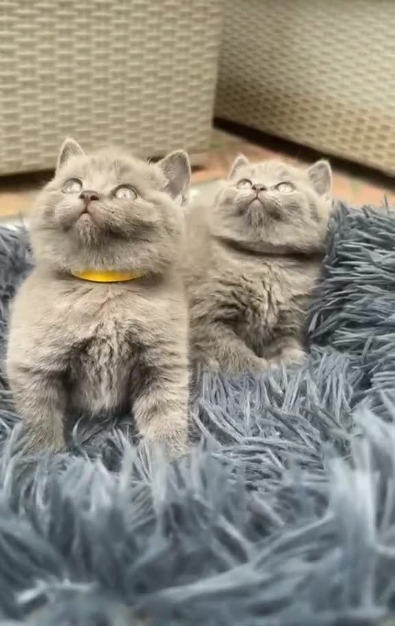 British Shorthair cats for sale: British Short Blue Kittens  - Video 3