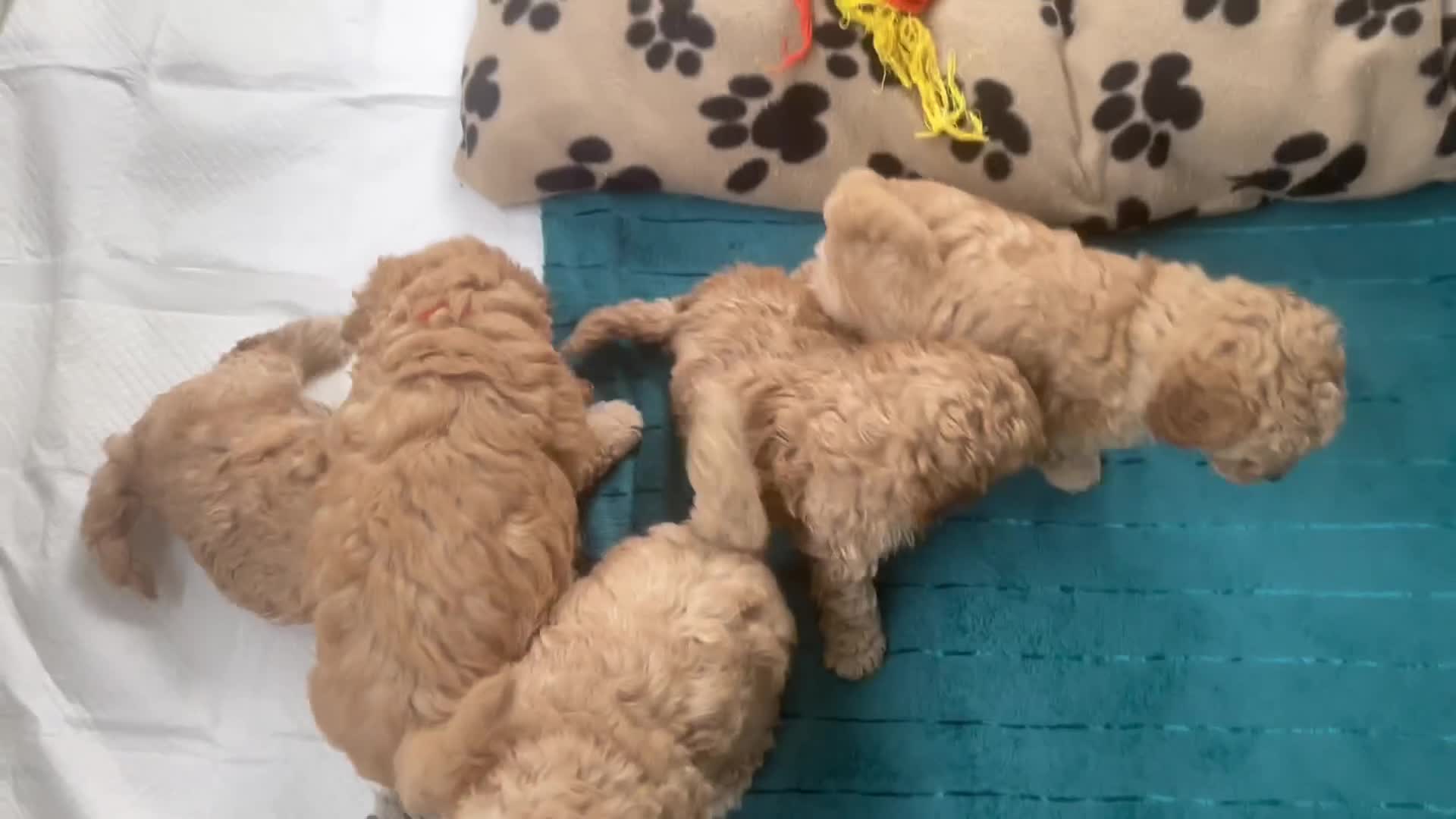 Mixed Breed dogs for sale: Beautiful Cavapoochon Puppies for sale - Video 2