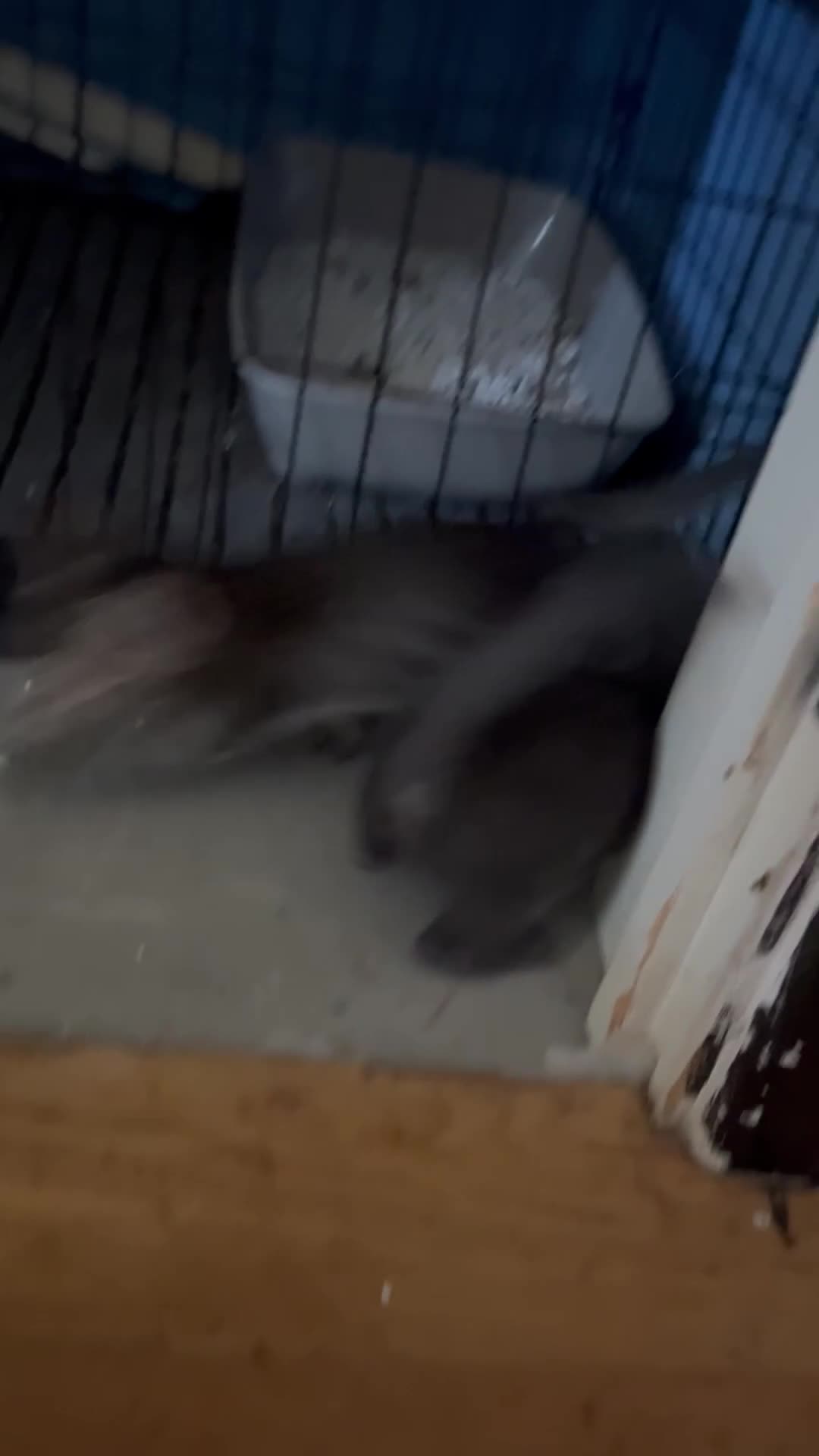 British Shorthair cats for sale: Kittens  - Video 1