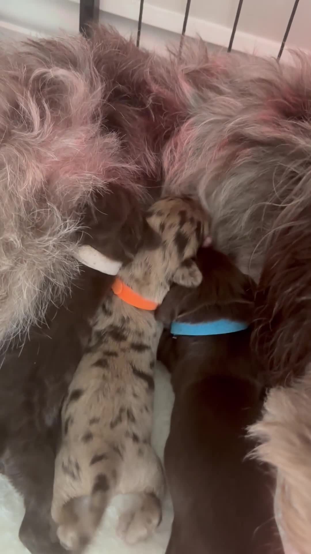 Cockapoo dogs for sale: Cockapoo puppies - Video 1