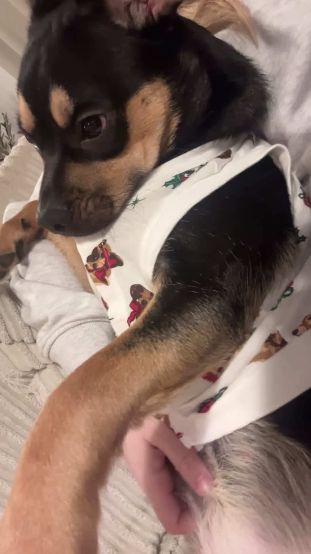 Mixed Breed dogs for sale: French Bulldog Cross  - Video 1