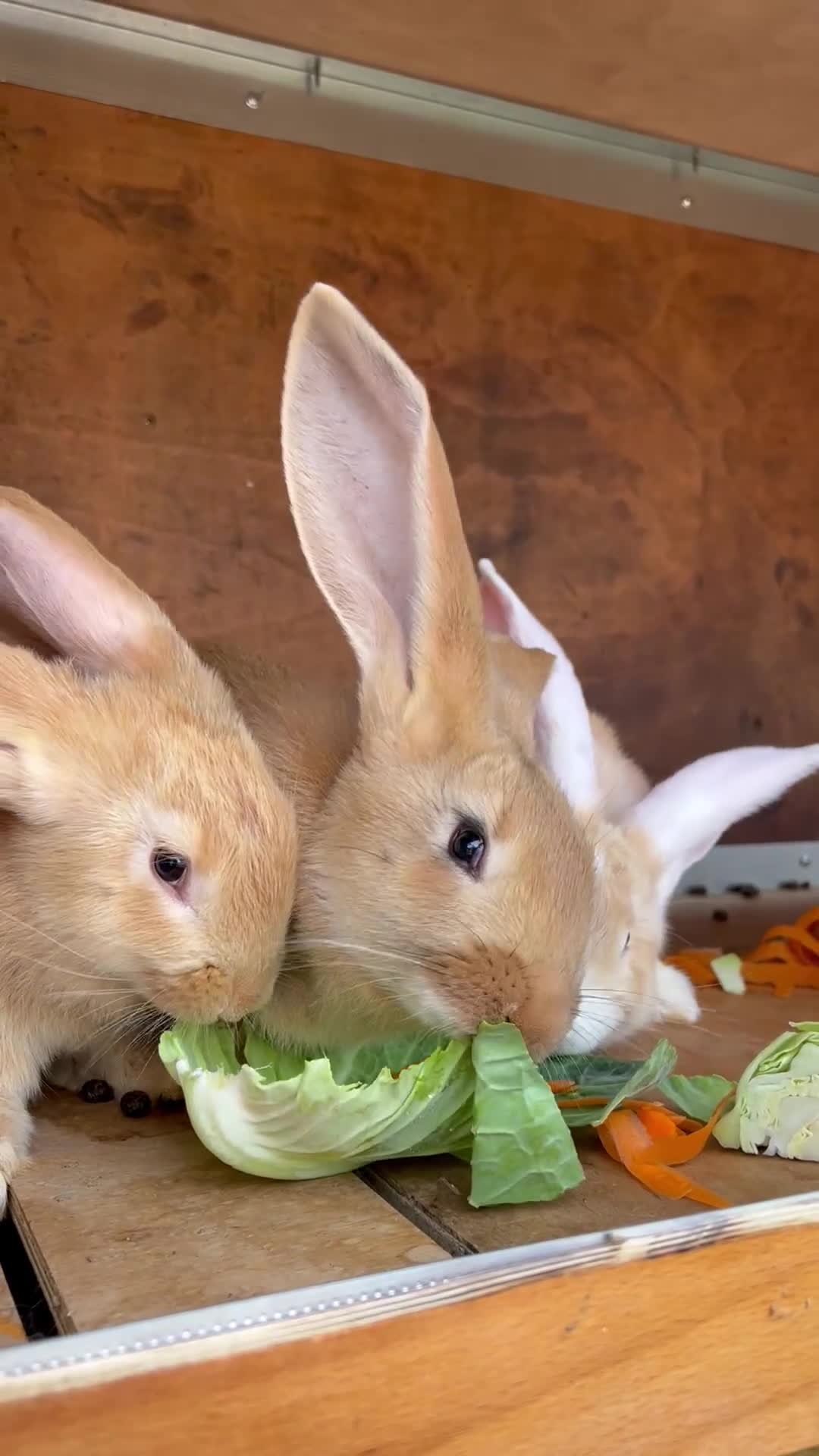 Continental Giant rabbits for sale: Continental Giants - Video 1