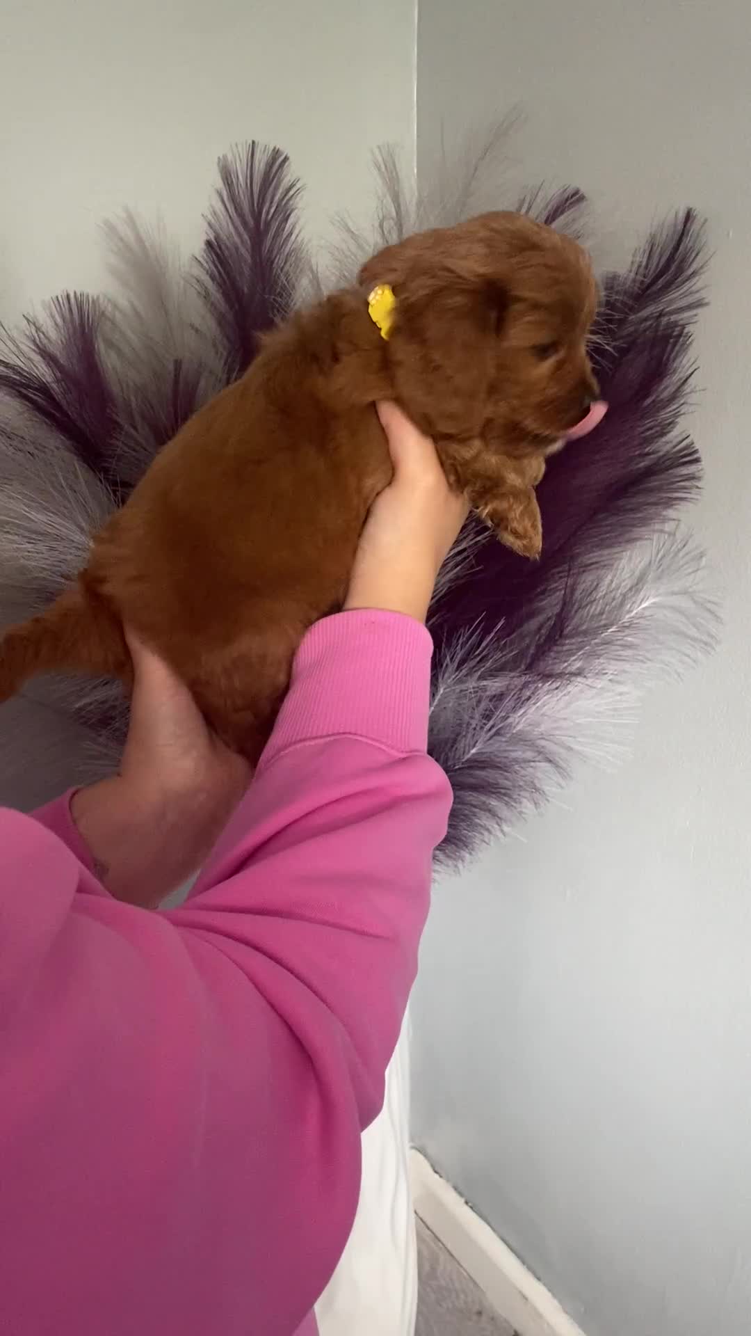 Cavapoo dogs for sale: **Beautiful Cavapoo pups** - Video 3