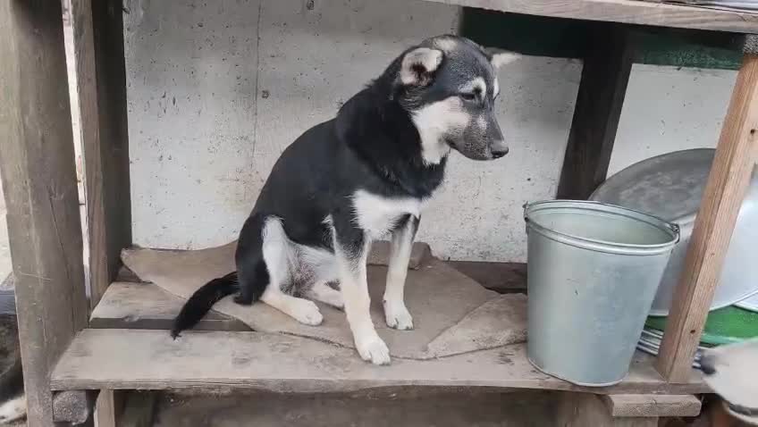 German Shepherd dogs for adoption: Luna – Left to Freeze, But Still Held On - Video 2