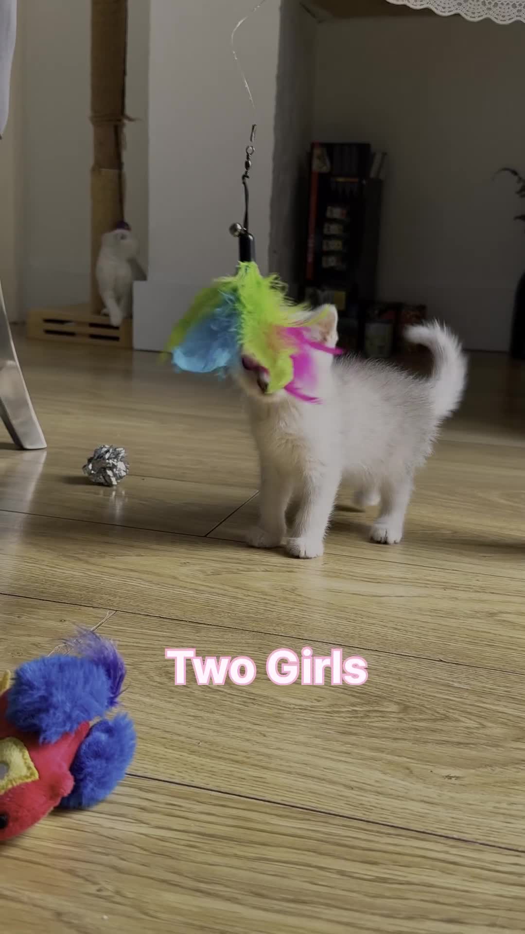 Scottish Fold cats for sale: 2 Scottish Girls  - Video 2