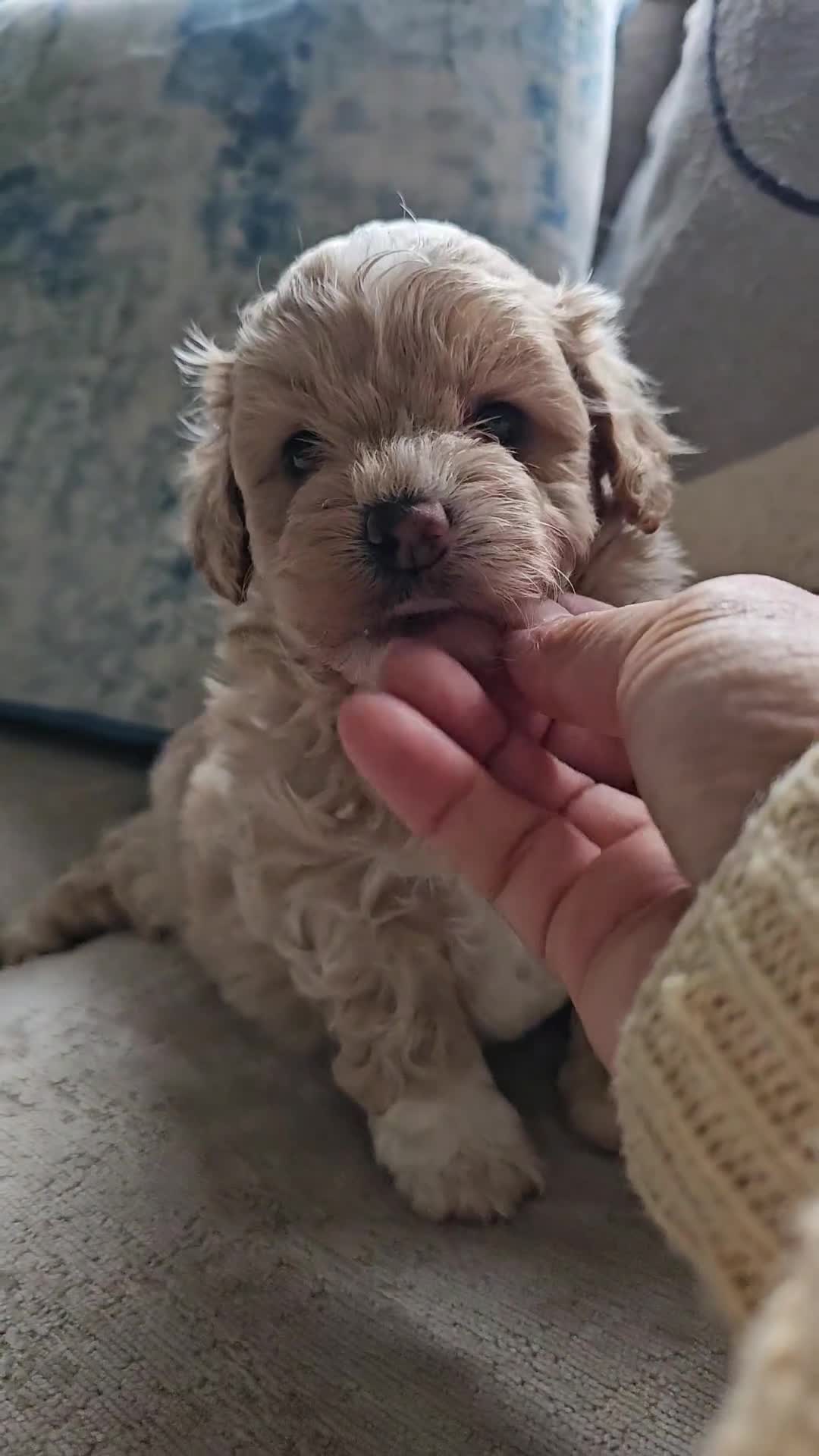 Mixed Breed dogs for sale: Maltipoo f2 very friendly - Video 5