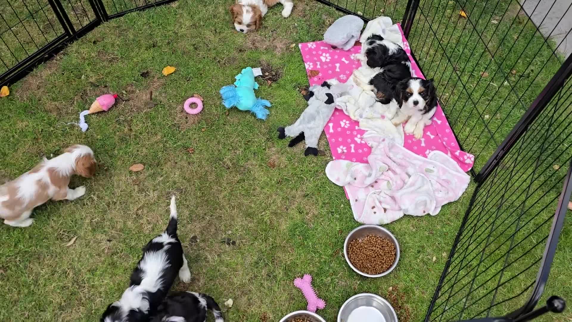 Cavalier King Charles Spaniel dogs for sale: MRI scanned pareents fully health tested  - Video 1