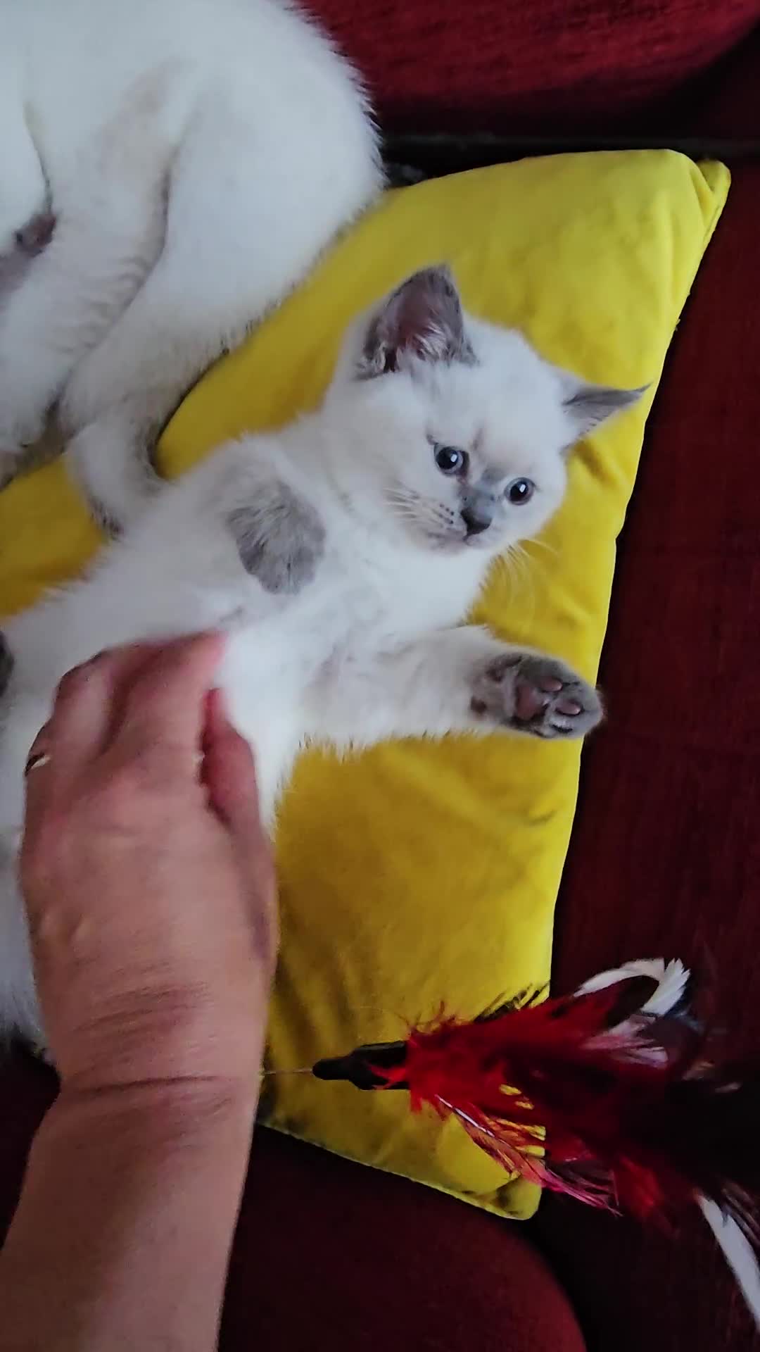 Scottish Fold cats for sale: 😻SF pedigree TICA 😸 READY TO LEAVE😸 - Video 2