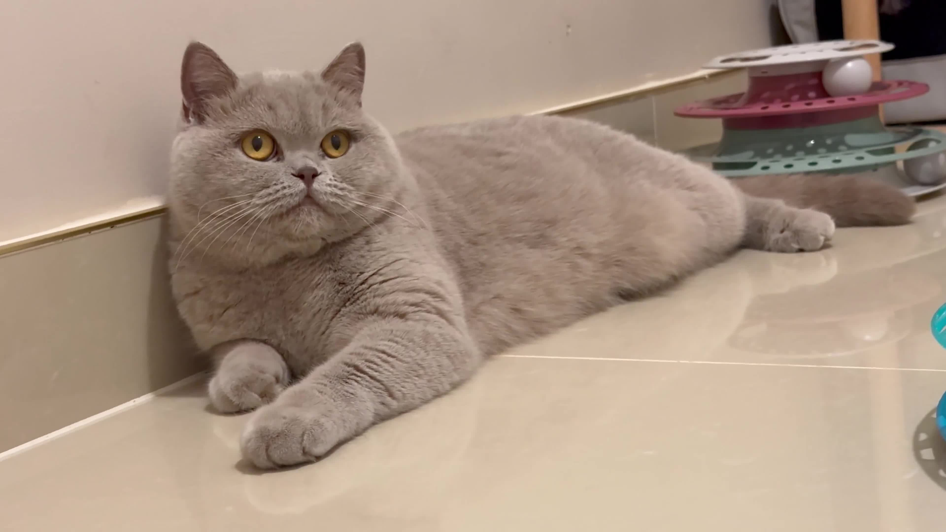 British Shorthair cats for sale: Wonderful liliac girl British shorthair    - Video 1