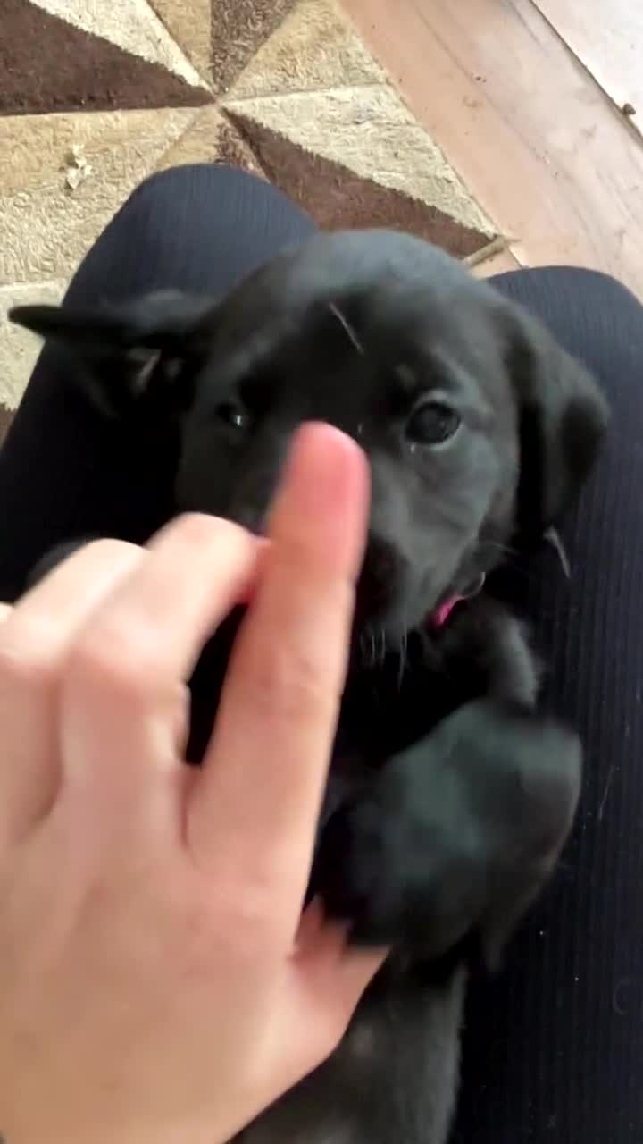 Labrador Retriever dogs for sale: Black Labrador puppies READY TO GO! - Video 1