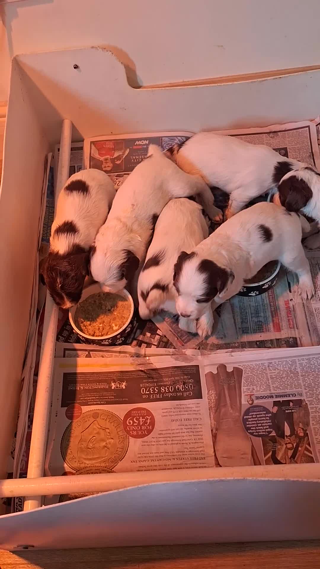 English Springer Spaniel dogs for sale: First class puppies - Video 1