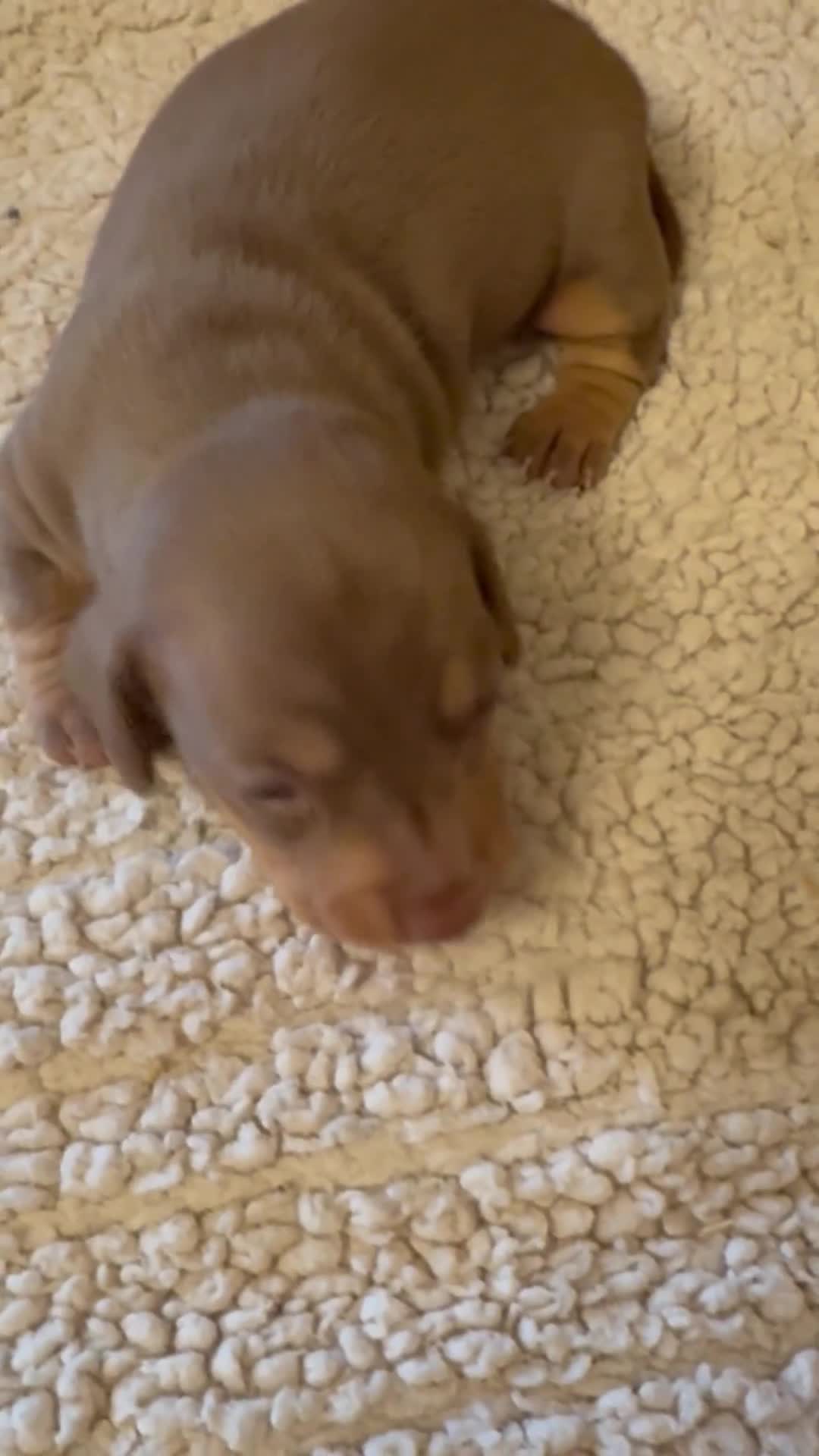 Dachshund dogs for sale: Stunning  pedigree miniature dauchound puppies  - Video 3