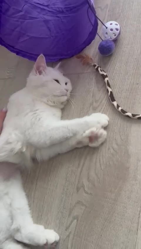 Mixed Breed cats for adoption: FLUFF - FUN AFFECTIONATE Happy MIX PERSIAN SPAYED - Video 4