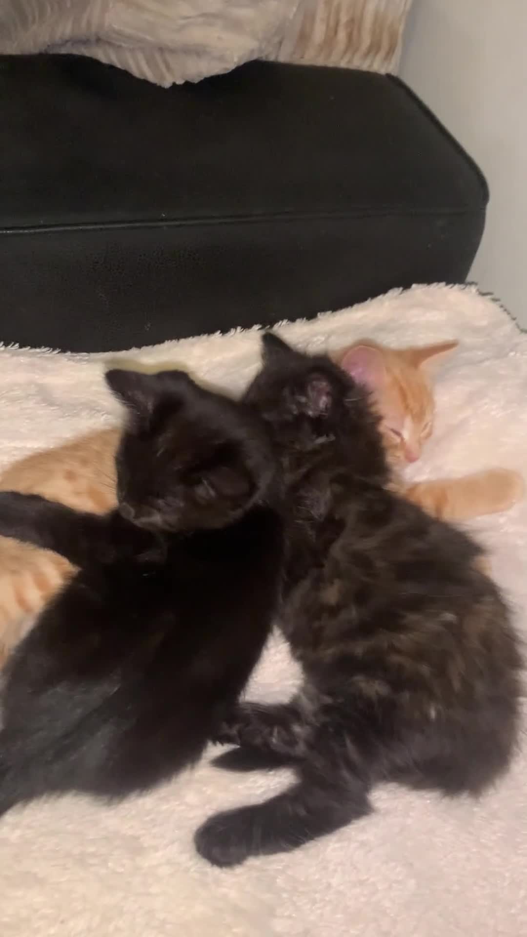 Mixed Breed cats for sale: Half rag dolls  - Video 1