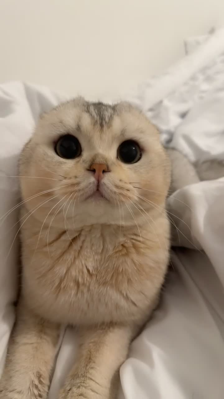 Scottish Fold cats for sale: British Shorthair × Scottish Fold Kittens 🐾 in Walsall - Video 1