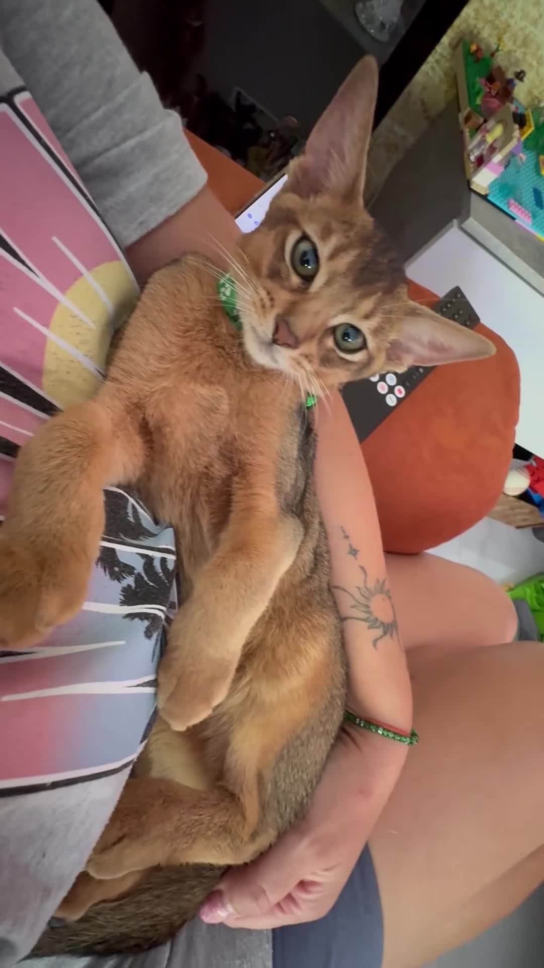 Abyssinian cats for sale: Beautiful abyssinian kittens - Video 3