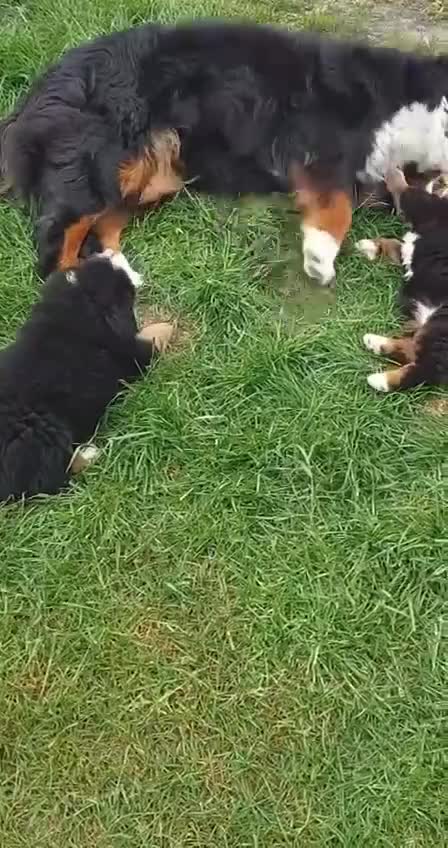 Bernese Mountain Dog dogs for sale: Bernese Mountain Dog puppies - Video 1
