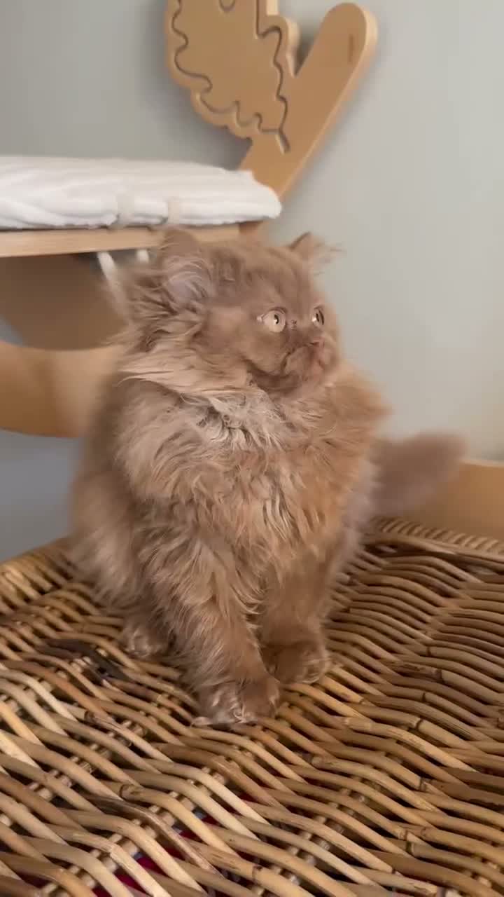 British Shorthair cats for sale: Stunning line BSH and BLH sisters  - Video 2