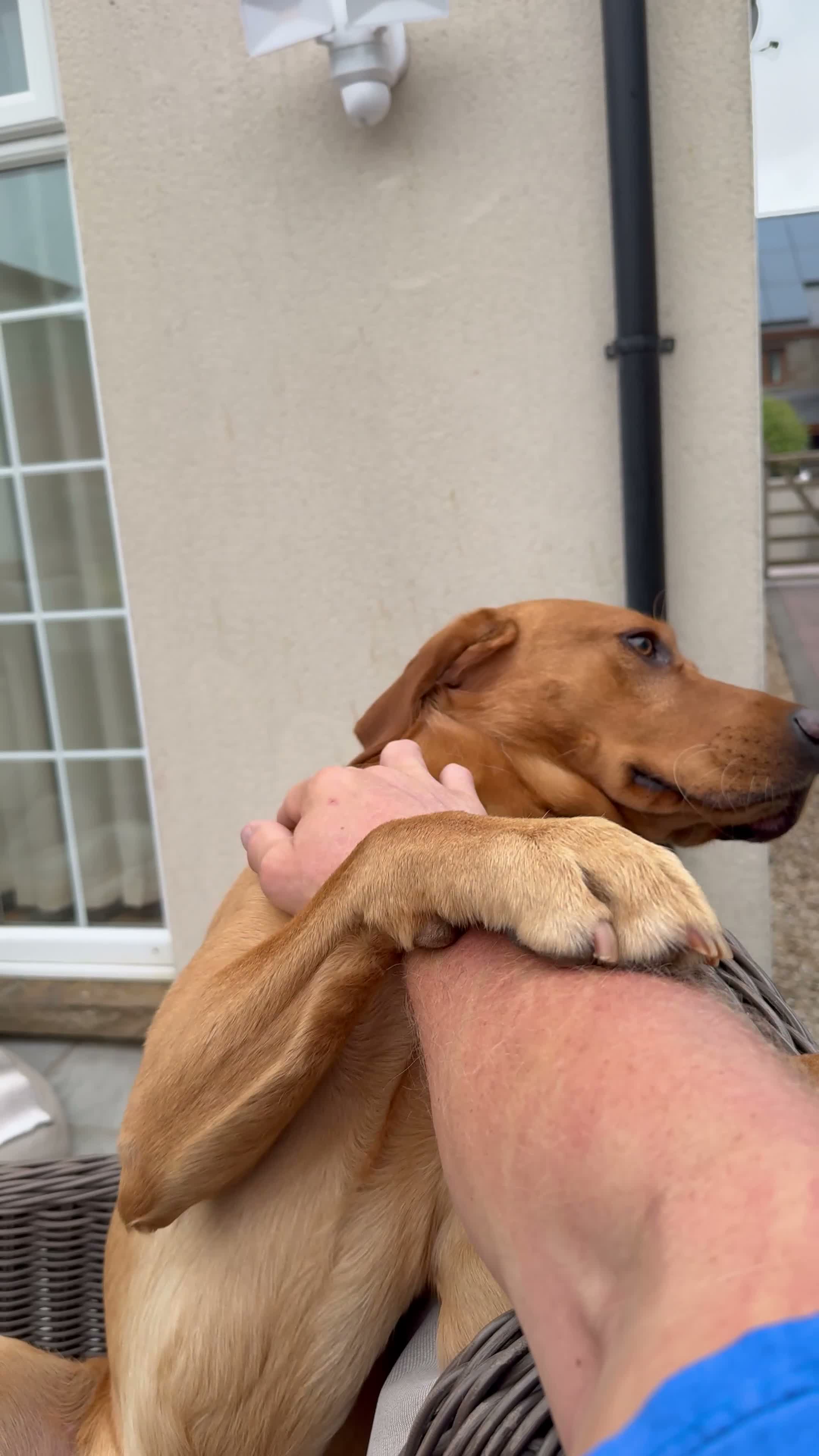 Labrador Retriever dogs for stud: ‘Bear’ Fox Red for stud.  - Video 1