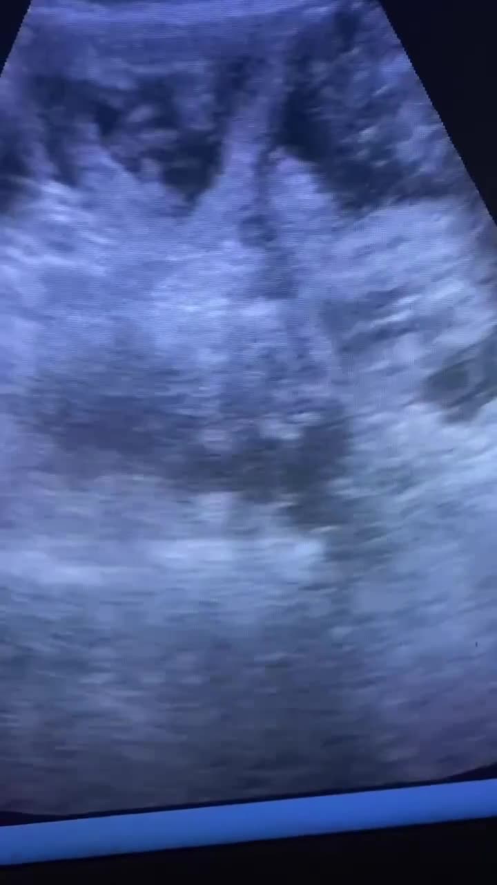 Standard Poodle dogs for stud: For stud not sale stunning standard poodle  - Video 2