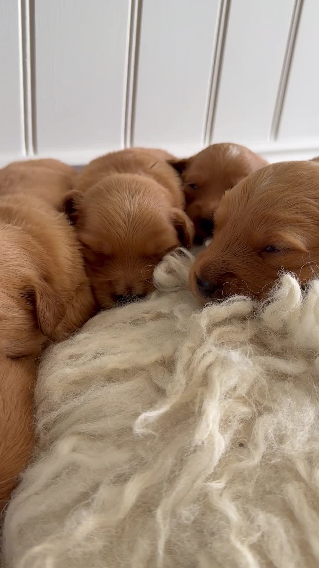 Golden Retriever dogs for sale: Very dark, low COI, KC working golden retrievers  - Video 1