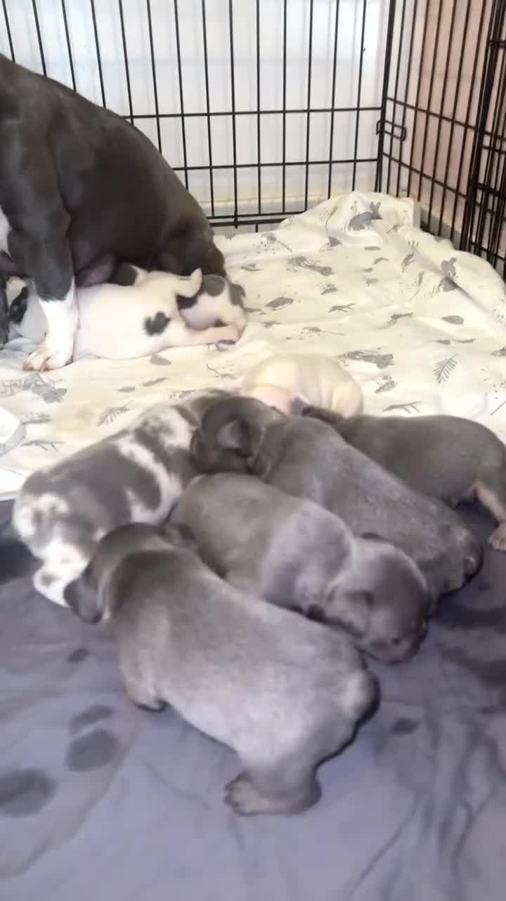 French Bulldog dogs for sale: 8 KC Reg’d French Bulldog Pups For Sale - Video 1