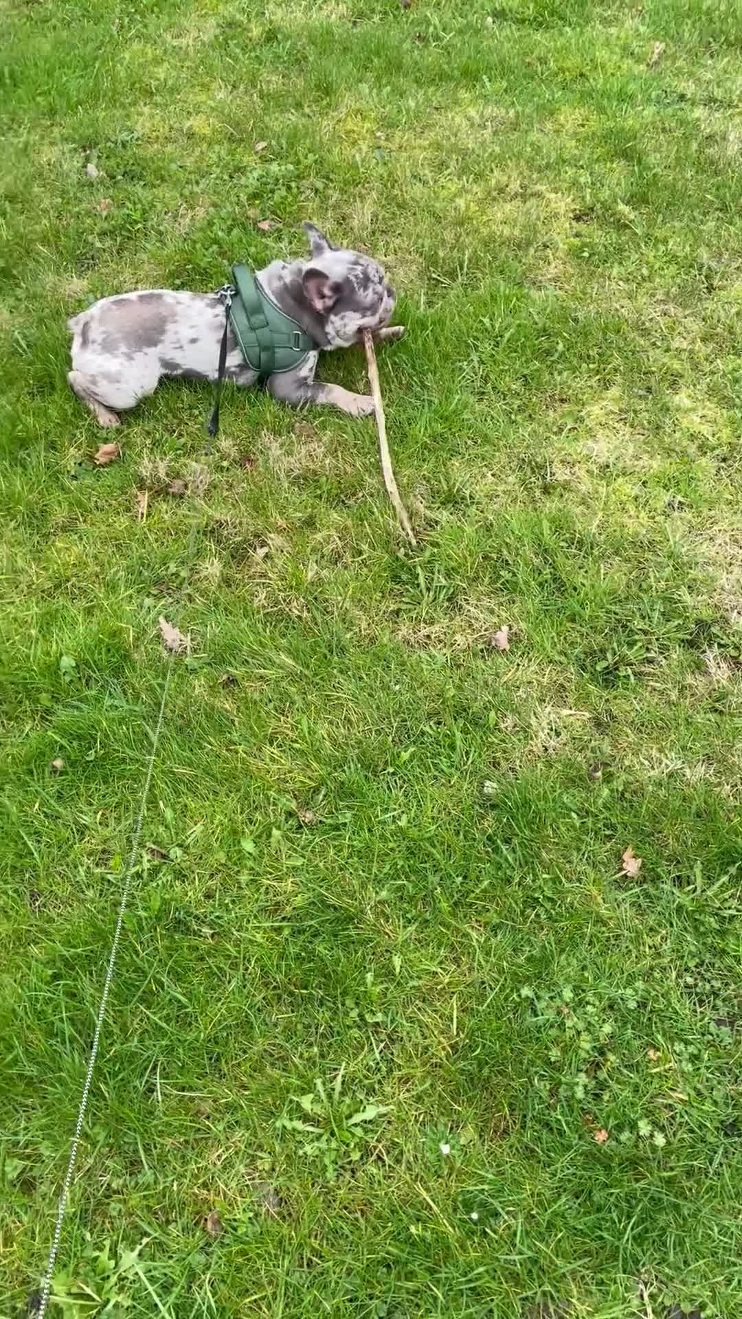 French Bulldog dogs for stud: French Bulldog For Stud in Liverpool - Video 1