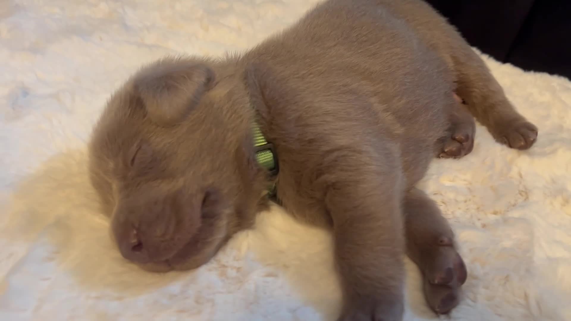 Labrador Retriever dogs for sale:  KC Silver Labrador Retriever ❤️1 girl available  - Video 4