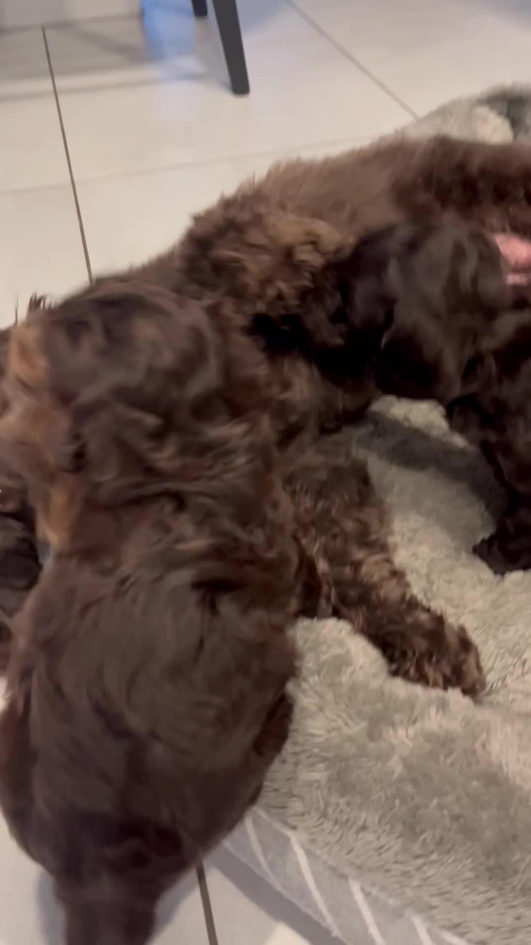 Cockapoo dogs for sale: Two adorable girl toy cockapoos - Video 2