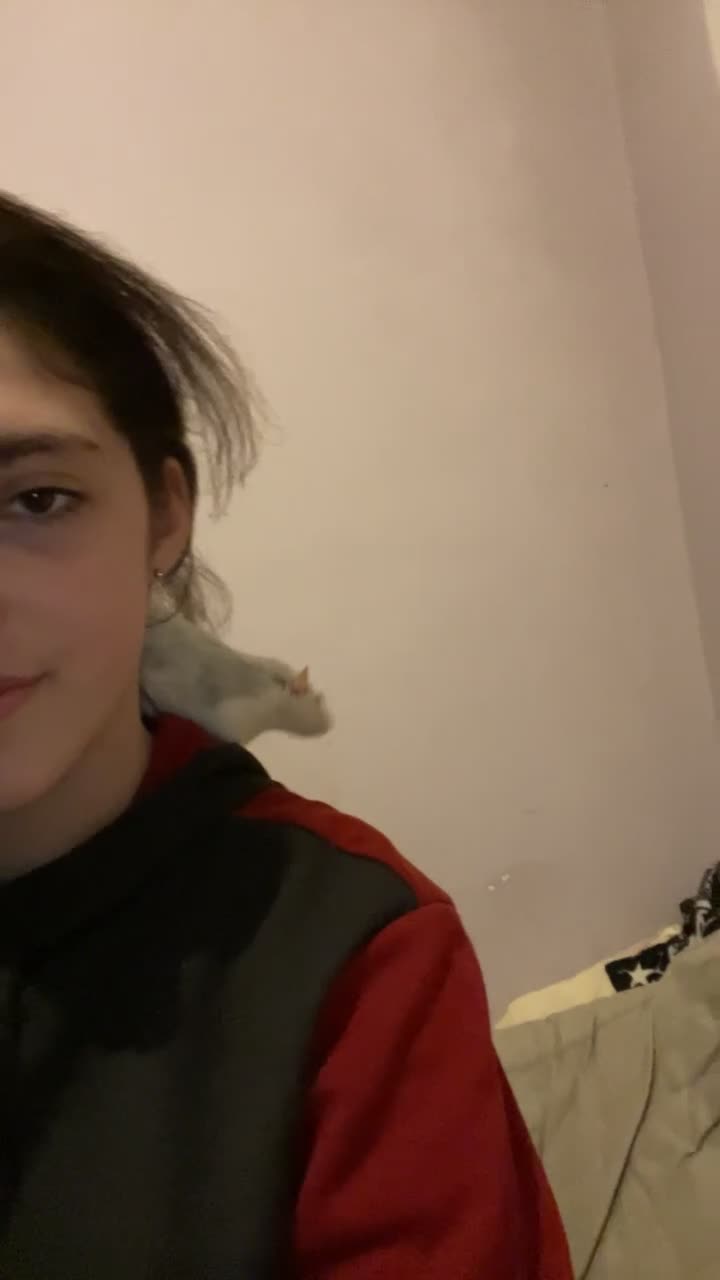 Rat rodents for sale: 2 female friendly rats  in Norwich - Video 2