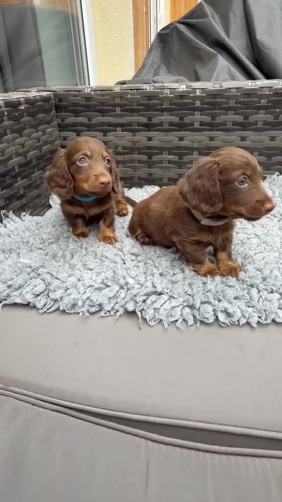 Dachshund dogs for sale:  Two Miniature long hair dachshund puppy’s  - Video 1
