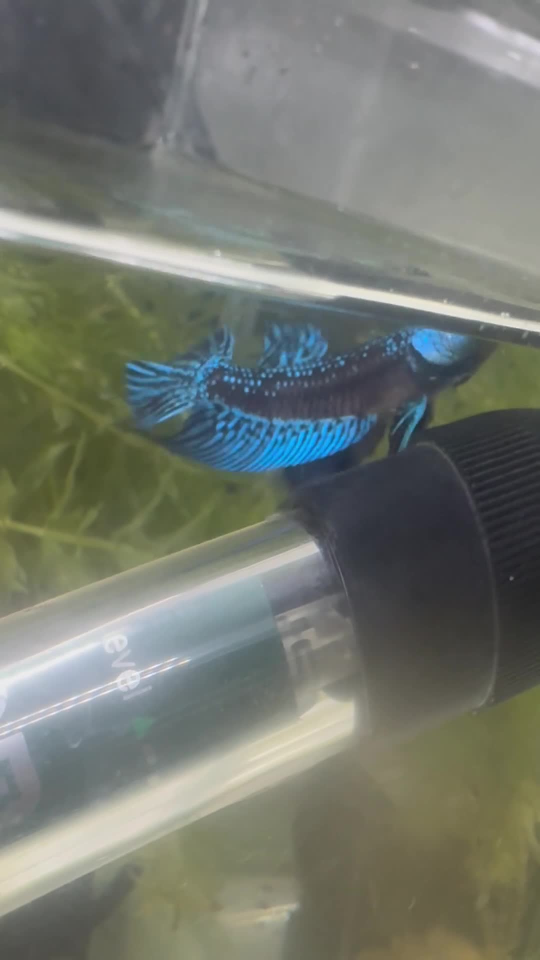 Bettas fish for sale: Female Alien Betta - Video 1
