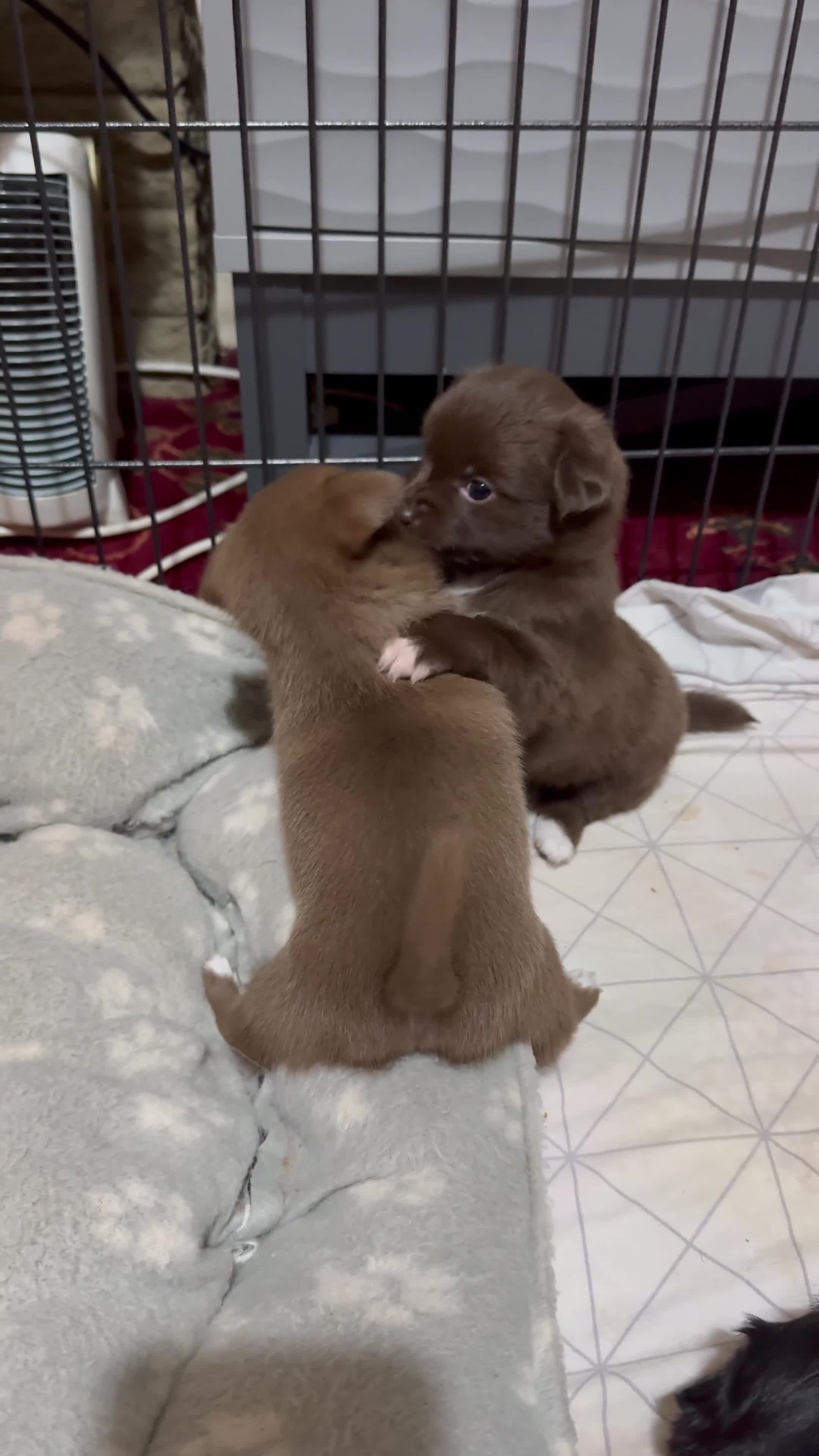 Pomchi dogs for sale: 💖 Beautiful Pomchi Pups 💖 - Video 5