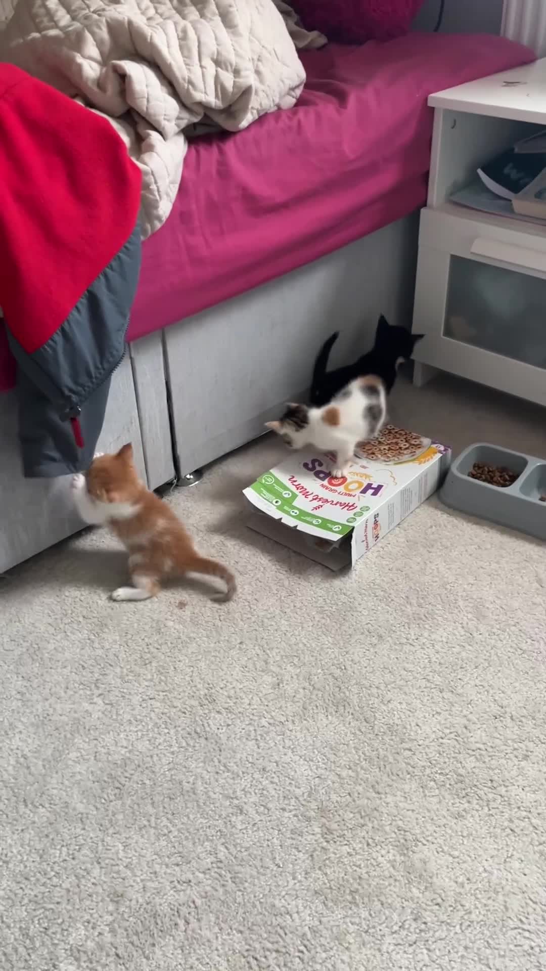 Mixed Breed cats for sale: 4 beautiful kittens - Video 1