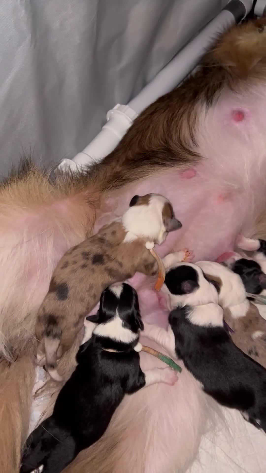 Border Collie dogs for sale: Stunning Border Collie Pups - Video 2